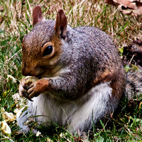 Squirrel, St James Park