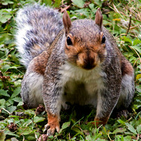 Squirrel, St James Park